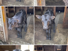 Продам бычка 