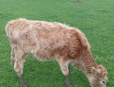 Тёлка 45 50 кг 