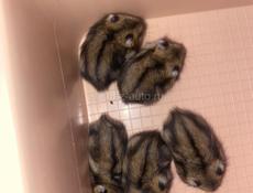 Джунгарские хомячки! 