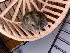 Джунгарские хомячки!