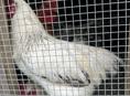 Продам молодых Петушков