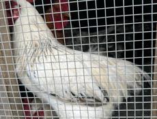 Продам молодых Петушков