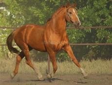 куплю лошадь