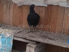 Продаются куры 