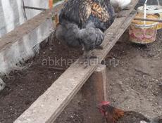 Продаются куры 
