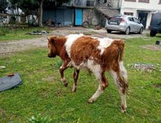 Коров и бычков