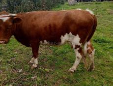 Коров и бычков