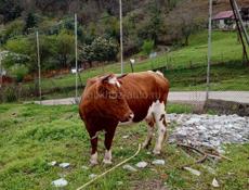 Коров и бычков