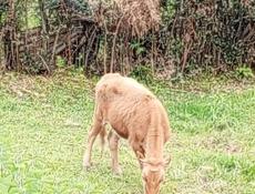 Коров и бычков