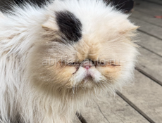 Потеряшка ! Агудзера! Кот -Перс.