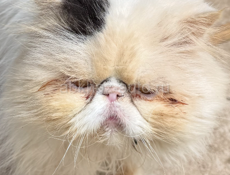 Потеряшка ! Агудзера! Кот -Перс.