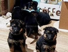 Продаются щенки немецкой овчарки 