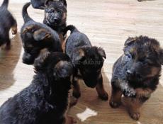 Продаются щенки немецкой овчарки 