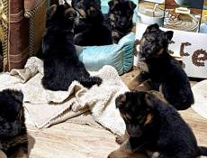Продаются щенки немецкой овчарки 