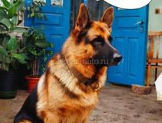 Продаются щенки немецкой овчарки 