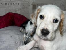 Щенята Английского сейтера 