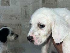 Щенята Английского сейтера 