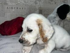 Щенята Английского сейтера 