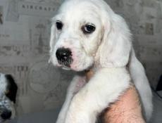 Щенята Английского сейтера 