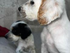 Щенята Английского сейтера 