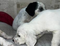 Щенята Английского сейтера 