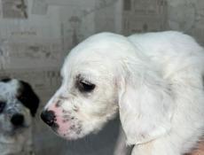 Щенята Английского сейтера 