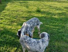 Щенята Английского сейтера 