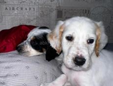 Щенята Английского сейтера 