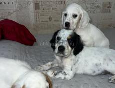 Щенята Английского сейтера 