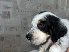 Щенята Английского сейтера 