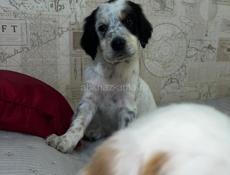 Щенята Английского сейтера 