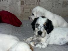 Щенята Английского сейтера 