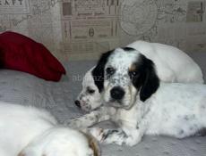 Щенята Английского сейтера 