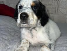 Щенята Английского сейтера 