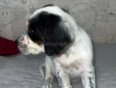 Щенята Английского сейтера 