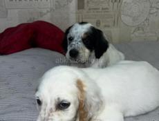 Щенята Английского сейтера 