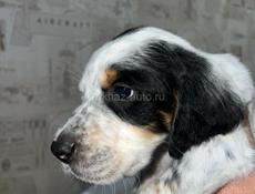 Щенята Английского сейтера 