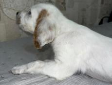 Щенята Английского сейтера 