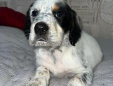 Щенята Английского сейтера 