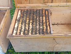 Продаются улья