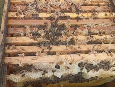 Продаются улья