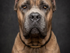 Вязка: Великолепный Кане-Корсо (Форментино) 🐾