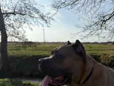 Вязка: Великолепный Кане-Корсо (Форментино) 🐾