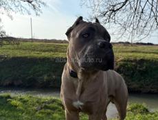 Вязка: Великолепный Кане-Корсо (Форментино) 🐾