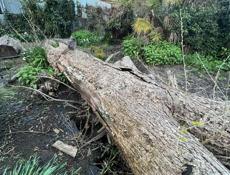 Отдам дерево орех(пекан) ствол