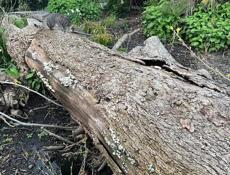 Отдам дерево орех(пекан) ствол