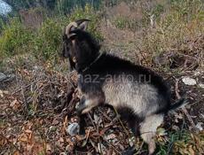 Козел Альпийской породы