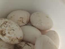 Продам яйца на инкубацию , индоутки и пекинские утки 