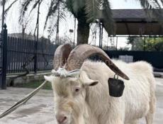 Продается козел