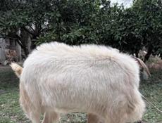 Продается козел